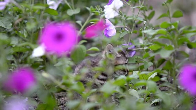 Little kitten in flowers. Adorable pets with colorful background.
