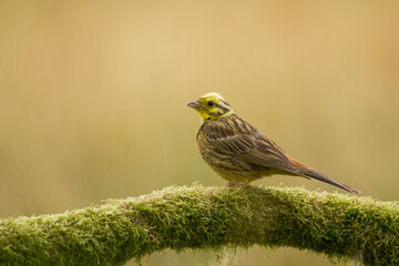 yellowhammer Emberiza citrinella on the branch amazing warm light sunset sundown	
