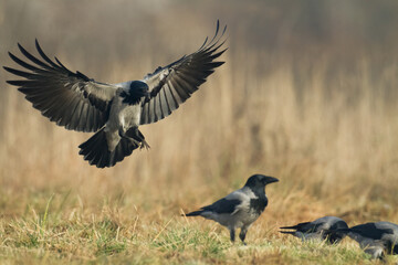 Bird - Hooded crow Corvus cornix in amazing warm background Poland Europe	
