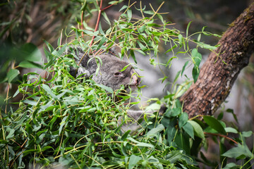 Koala behind the tree