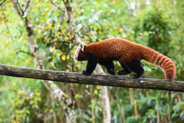 red panda in the zoo