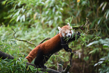 red panda playful eating bamboo