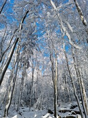 Krajobraz na drzewa pokryte białym śniegiem i szronem w czasie mroźnej zimy.  - obrazy, fototapety, plakaty