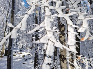 Krajobraz na drzewa pokryte białym śniegiem i szronem w czasie mroźnej zimy.  - obrazy, fototapety, plakaty