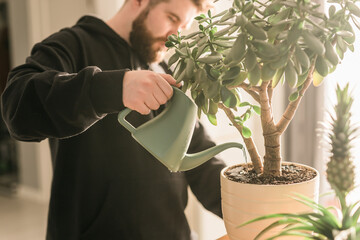 Close-up man watering succulent houseplant by watering can at home - housework and care plant...