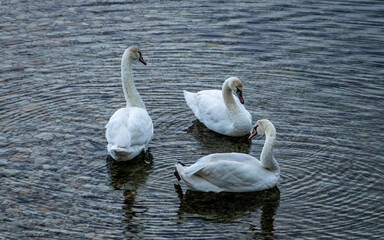 Cisne
