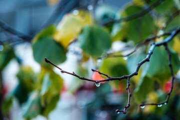 Rain Drops On A Tree Branch On A Wet Day