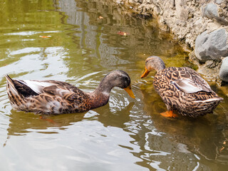 two ducks on the shore of an artificial pond in the park