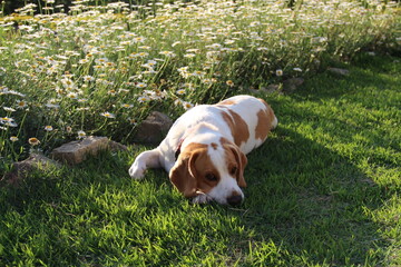 Beagle