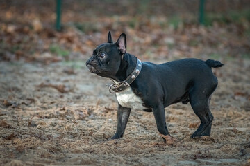 Young beautiful purebred French bulldog on a walk in the spring park.