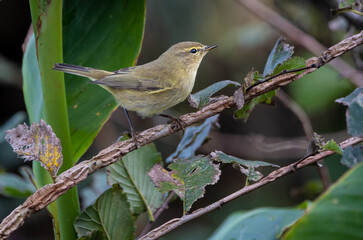 Birds photographed from my garden in winter!