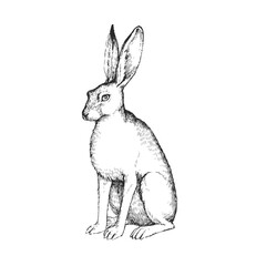 Vector hand drawn illustration of sitting hare in engraving style. Sketch of forest animal isolated on white. © mashikomo