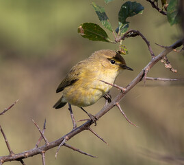 Birds photographed from my garden in winter!