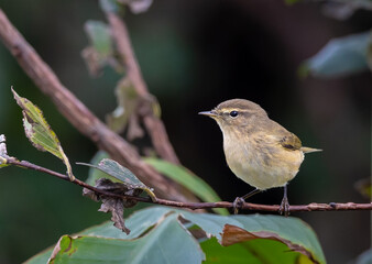 Birds photographed from my garden in winter!