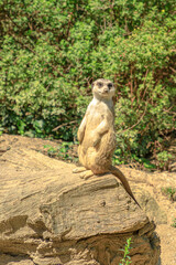 meerkat or suricate in alert mode, scouting the territory. Suricata suricatta species from the Herpestidae family, Suricata genus. Living in Botswana, Namibia, Angola, and South Africa. vertical shot