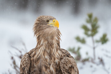 Eagle portrait in winter forest scenery at snowfall