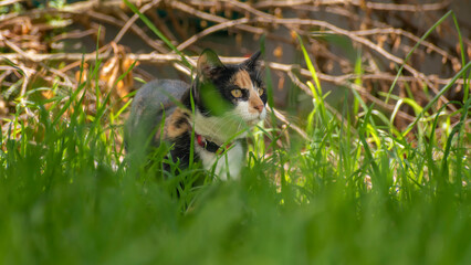 cat looking for some prey
