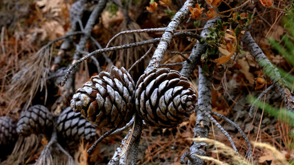 Pine cones on the branch of a dried tree in the forest