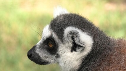 close up of a ring-tailed lemur of Madagascar. Lemur catta species endemic to the island of...