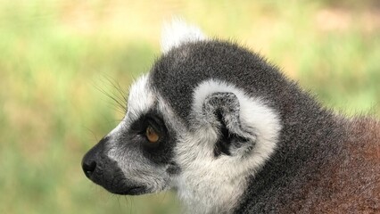 close up of a ring-tailed lemur of Madagascar. Lemur catta species endemic to the island of Madagascar in Africa.