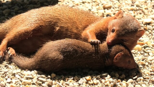 Common dwarf mongoose mother cleaning her pup. Helogale parvula species from mongoose family Herpestidae. Living in Angola, northern Namibia, KwaZulu-Natal of South Africa, and Zambia.