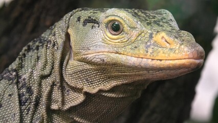 head and face close up of Gray's monitor lizard or Butaan lizard or Ornate monitor. Varanus olivaceus species, endemic to the Philippines islands and Sierra Madre Range Natural Park.