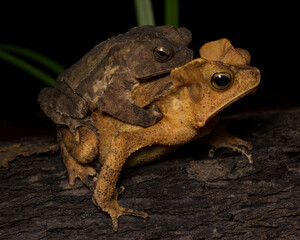 Rhinella gr. margaritifera