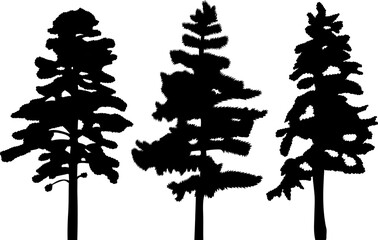 pine tree silhouette design vector isolated