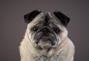 happy dog, charming pug on a dark background. Pet portrait in studio