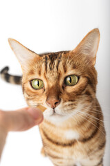 Bengal cat and a hand with a treat on a white background.