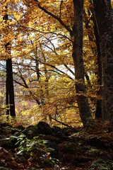 autumn in the woods