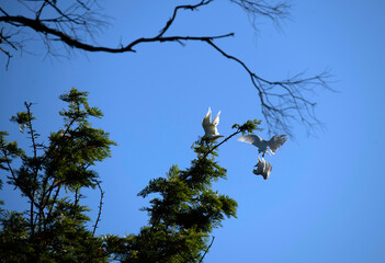 Little Corella (Cacatua sanguinea)