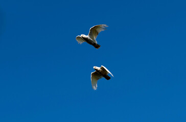 Little Corella (Cacatua sanguinea)