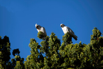 Little Corella (Cacatua sanguinea)