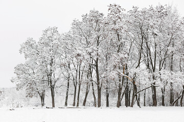 Fototapeta premium Beautiful snowy woods scenery. Trees covered in snow, frosty winter park landscape. Winter wallpaper