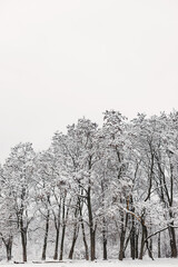 Fototapeta na wymiar Beautiful snowy woods scenery. Trees covered in snow, frosty winter park landscape. Winter wallpaper
