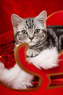 Christmas cat on a red sledge