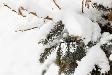 Fir branch covered in snow close up in frosty winter woods. Beautiful snowy fir tree. Winter forest