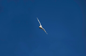 Little Corella (Cacatua sanguinea)
