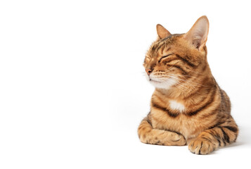 Cute bengal cat on a white background with closed eyes. Sleeping cat isolated.
