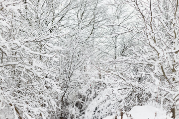 Tree branches covered in snow, frosty winter park.Beautiful snowy branches in woods. Winter backdrop