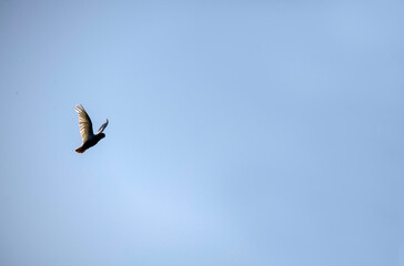 Little Corella (Cacatua sanguinea)