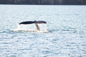 Obraz premium Humpback Whale (Megaptera novaeangliae) in Eyjafjordur near Akureyri, Northern Iceland