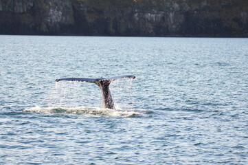 Obraz premium Humpback Whale (Megaptera novaeangliae) in Eyjafjordur near Akureyri, Northern Iceland