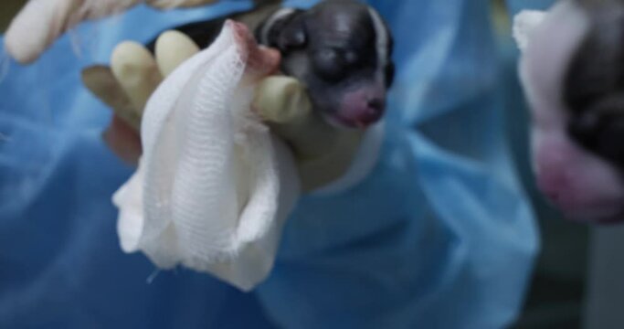 Two little puppies have just been born. The surgical team gently and carefully holds them in their hands, intensively wiping them with napkins. The concept of a caesarean section in a dog.