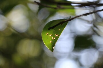 Close-up shot of a damaged leaf with holes with blurred background © Estela77/Wirestock Creators