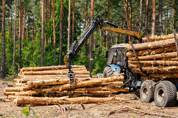 Pine forest harvesting machine at during clearing of a plantation. Wheeled harvester clearing forest