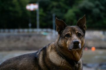 Perro e ikurriña