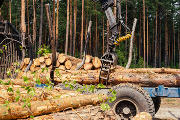 Harvester working in a forest. Harvest of timber. Firewood as a renewable energy source. forestry