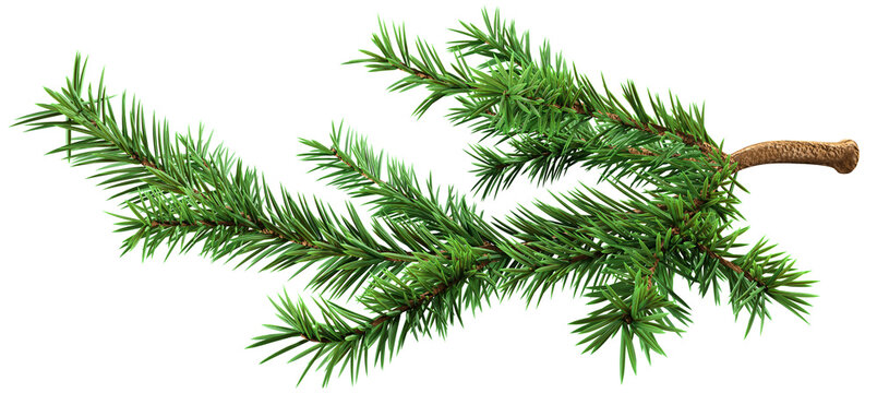 spruce branch-3